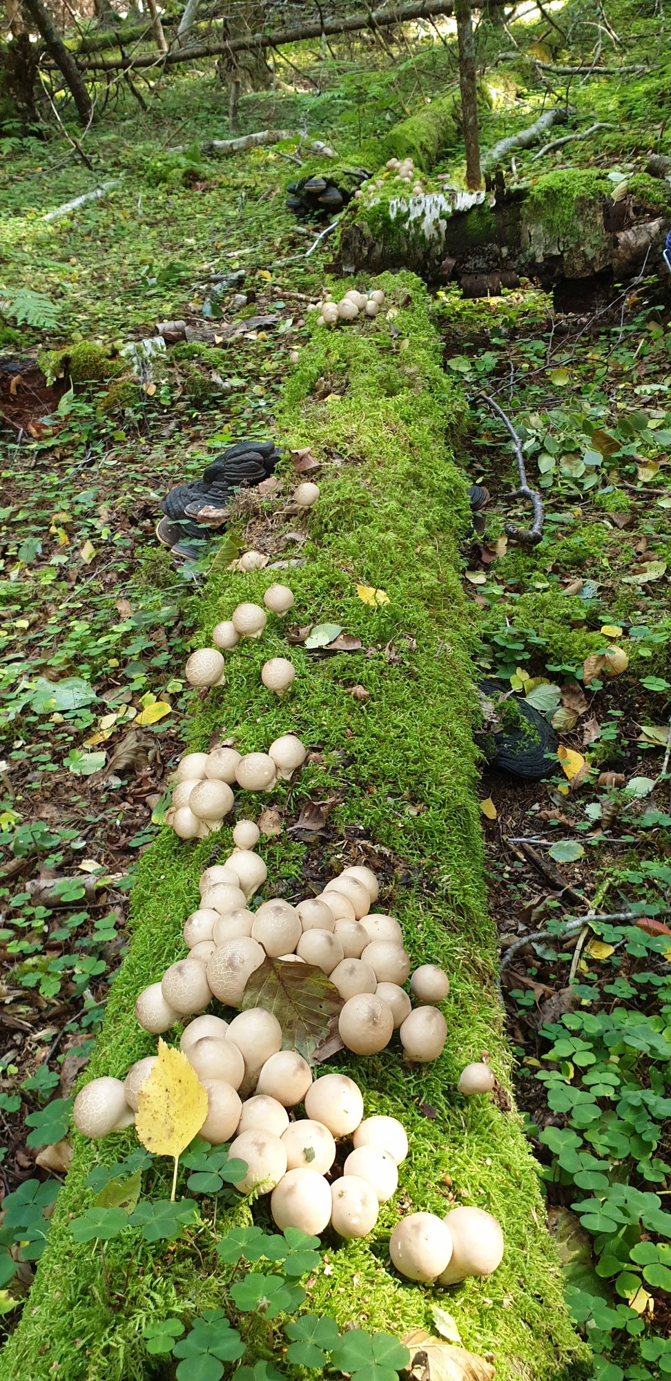 Admiralimaja galerii