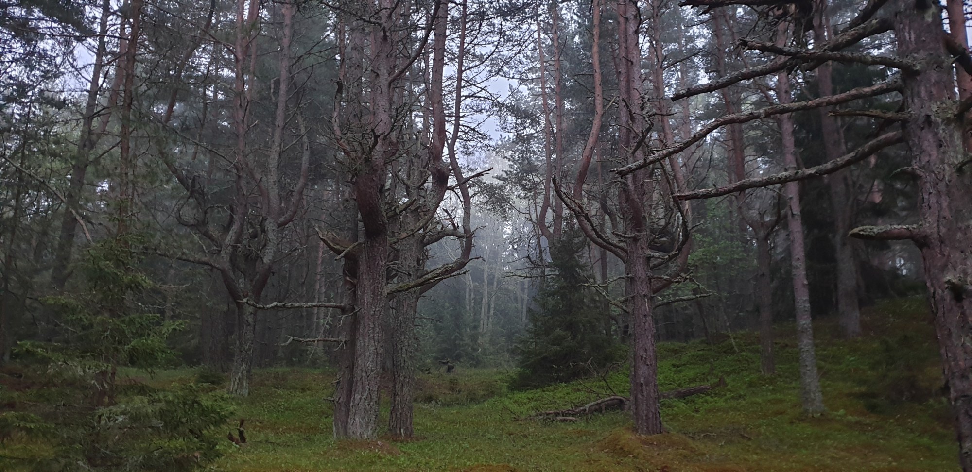 Admiralimaja galerii