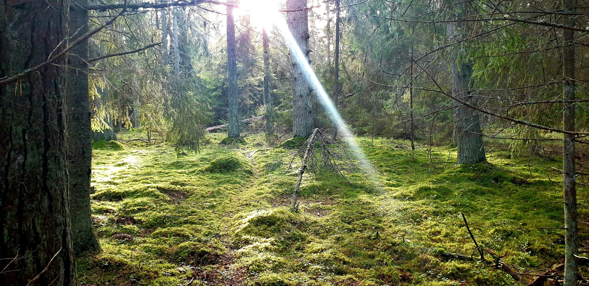 Admiralimaja galerii