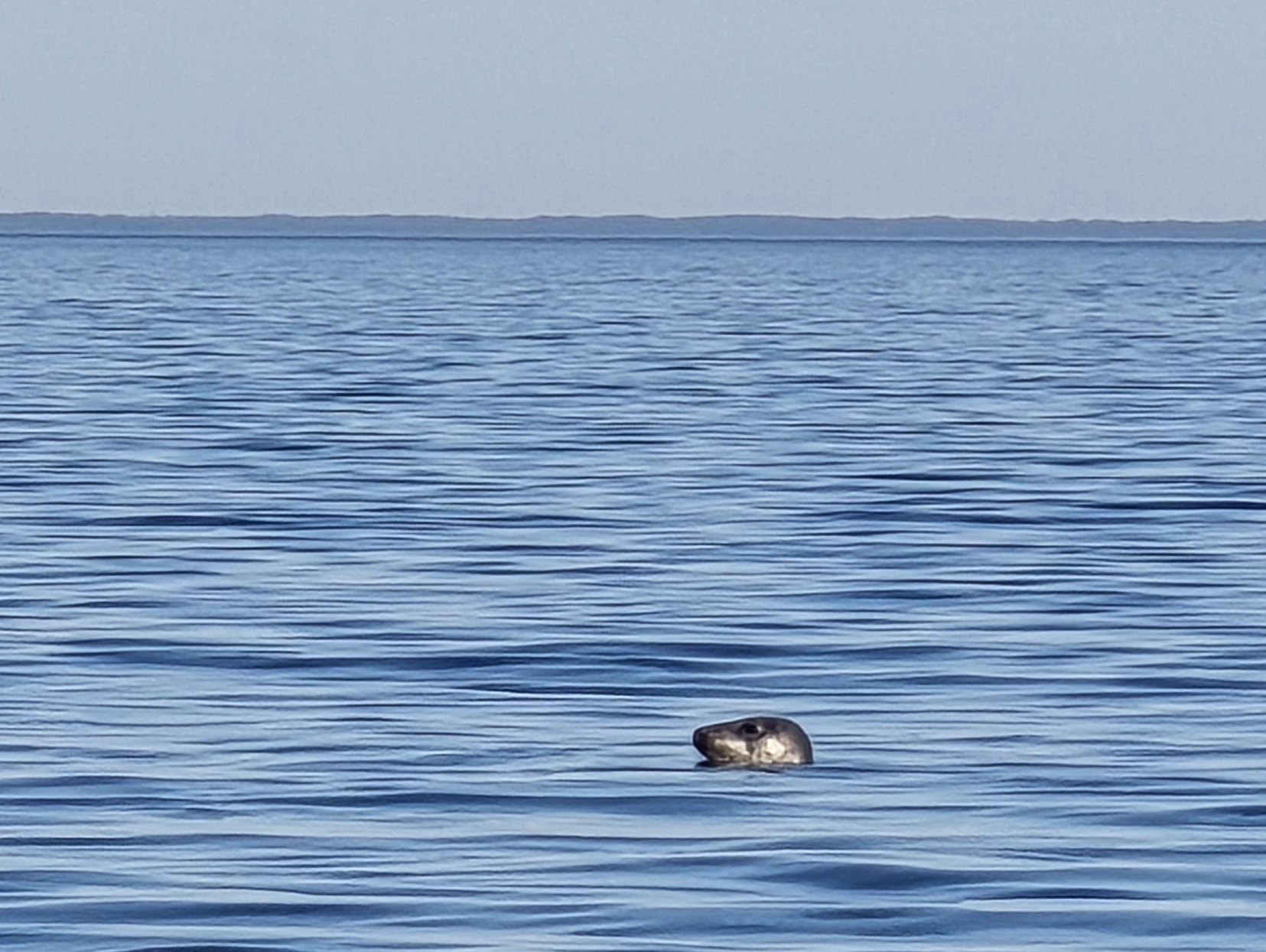 Hülgevaatlus Tallinna lahel